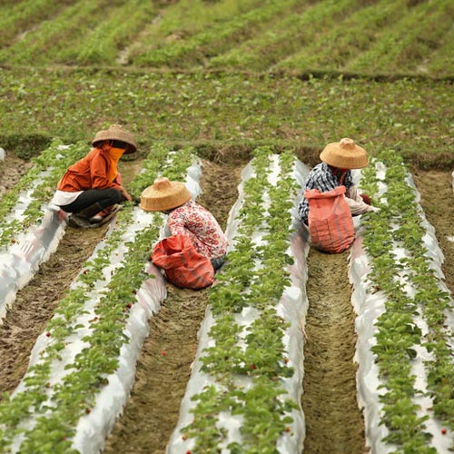 Chinese crops